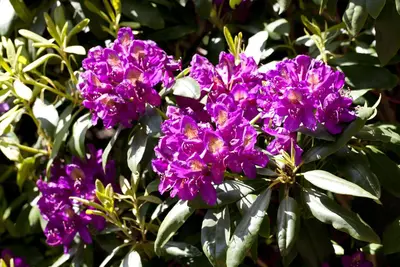 Rhododendron 'Marcel Menard' (Rododendron 'Marcel Menard') - afbeelding 1