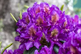 Rhododendron 'Marcel Menard' (Rododendron 'Marcel Menard') - afbeelding 3