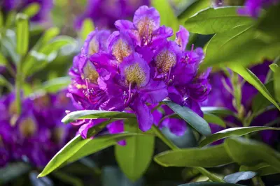Rhododendron 'Marcel Menard' (Rododendron 'Marcel Menard') - afbeelding 4