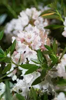Rhododendron micranthum 'Bloombux'® (Rododendron 'Bloombux') - afbeelding 2