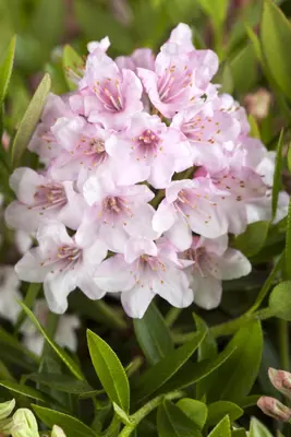 Rhododendron micranthum 'Bloombux'® (Rododendron 'Bloombux') - afbeelding 3