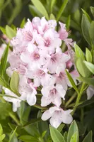 Rhododendron micranthum 'Bloombux'® (Rododendron 'Bloombux') - afbeelding 4