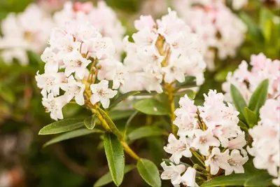 Rhododendron micranthum 'Bloombux'® (Rododendron 'Bloombux') - afbeelding 5