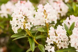 Rhododendron micranthum 'Bloombux'® (Rododendron 'Bloombux') - afbeelding 5