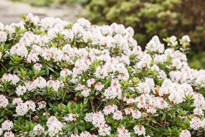 Rhododendron micranthum 'Bloombux'® (Rododendron 'Bloombux') - afbeelding 6