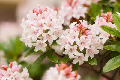 Rhododendron micranthum 'Bloombux'® (Rododendron 'Bloombux') - afbeelding 7