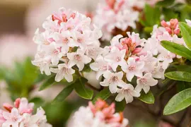 Rhododendron micranthum 'Bloombux'® (Rododendron 'Bloombux') - afbeelding 7