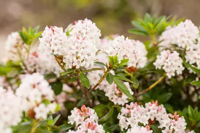 Rhododendron micranthum 'Bloombux'® (Rododendron 'Bloombux') - afbeelding 8