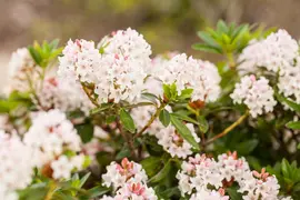 Rhododendron micranthum 'Bloombux'® (Rododendron 'Bloombux') - afbeelding 8