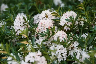 Rhododendron micranthum 'Bloombux'® (Rododendron 'Bloombux') - afbeelding 9