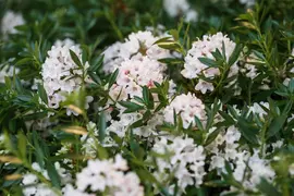 Rhododendron micranthum 'Bloombux'® (Rododendron 'Bloombux') - afbeelding 9