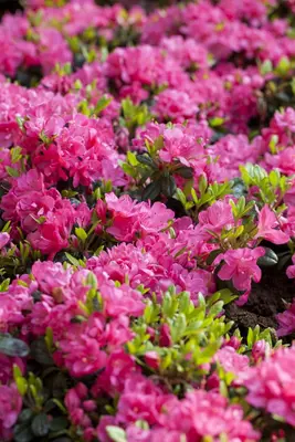 Rhododendron obtusum 'Canzonetta' (Rhododendron 'Canzonetta') - afbeelding 4