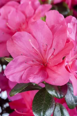 Rhododendron obtusum 'Canzonetta' (Rhododendron 'Canzonetta') - afbeelding 7
