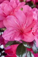 Rhododendron obtusum 'Canzonetta' (Rhododendron 'Canzonetta') - afbeelding 7