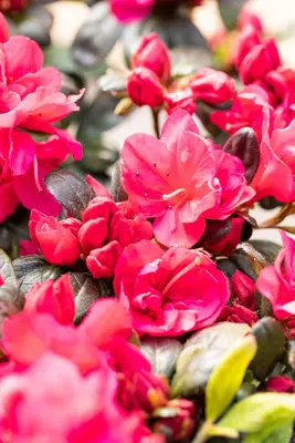 Rhododendron obtusum 'Canzonetta' (Rhododendron 'Canzonetta') - afbeelding 13