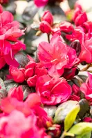 Rhododendron obtusum 'Canzonetta' (Rhododendron 'Canzonetta') - afbeelding 13