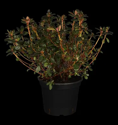 Rhododendron obtusum 'Canzonetta' (Rhododendron 'Canzonetta') - afbeelding 1