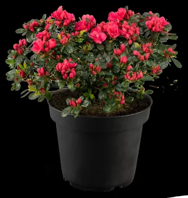 Rhododendron obtusum 'Canzonetta' (Rhododendron 'Canzonetta') - afbeelding 11