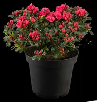 Rhododendron obtusum 'Canzonetta' (Rhododendron 'Canzonetta') - afbeelding 11