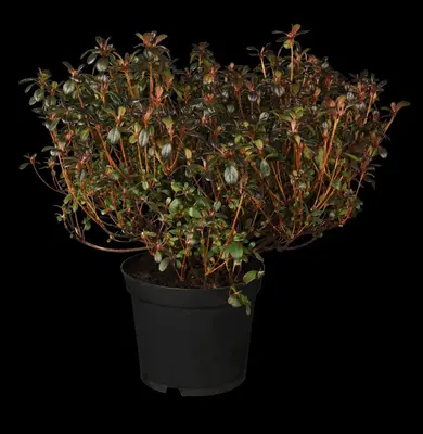 Rhododendron obtusum 'Canzonetta' (Rhododendron 'Canzonetta') - afbeelding 2