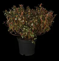 Rhododendron obtusum 'Canzonetta' (Rhododendron 'Canzonetta') - afbeelding 2