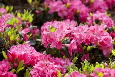 Rhododendron obtusum 'Canzonetta' (Rhododendron 'Canzonetta') - afbeelding 3