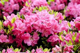 Rhododendron obtusum 'Canzonetta' (Rhododendron 'Canzonetta') - afbeelding 5