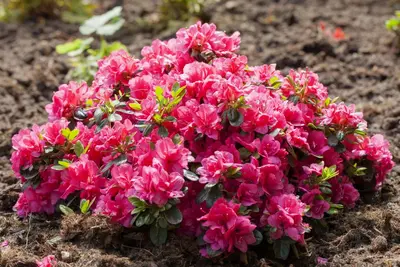 Rhododendron obtusum 'Canzonetta' (Rhododendron 'Canzonetta') - afbeelding 6
