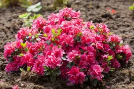 Rhododendron obtusum 'Canzonetta' (Rhododendron 'Canzonetta') - afbeelding 6