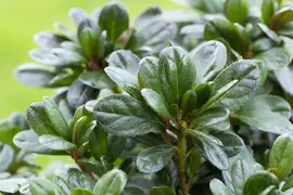 Rhododendron obtusum 'Canzonetta' (Rhododendron 'Canzonetta') - afbeelding 9