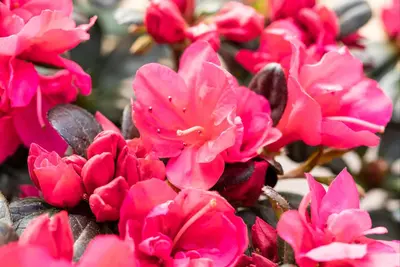 Rhododendron obtusum 'Canzonetta' (Rhododendron 'Canzonetta') - afbeelding 12