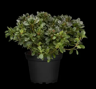 Rhododendron obtusum 'Canzonetta' (Rhododendron 'Canzonetta') - afbeelding 10