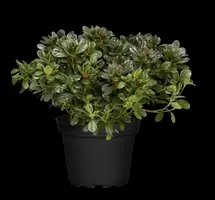 Rhododendron obtusum 'Canzonetta' (Rhododendron 'Canzonetta') - afbeelding 10