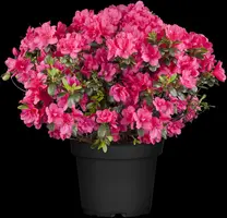 Rhododendron obtusum 'Canzonetta' (Rhododendron 'Canzonetta') - afbeelding 8