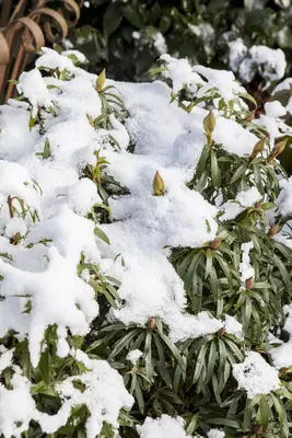 Rhododendron ponticum 'Graziella' (Rhododendron 'Graziella') - afbeelding 2