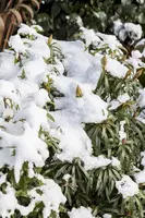 Rhododendron ponticum 'Graziella' (Rhododendron 'Graziella') - afbeelding 2