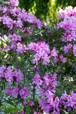 Rhododendron ponticum 'Graziella' (Rhododendron 'Graziella') - afbeelding 12