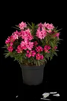 Rhododendron ponticum 'Graziella' (Rhododendron 'Graziella') - afbeelding 13