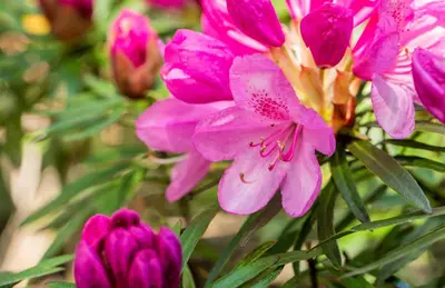 Rhododendron ponticum 'Graziella' (Rhododendron 'Graziella') - afbeelding 10