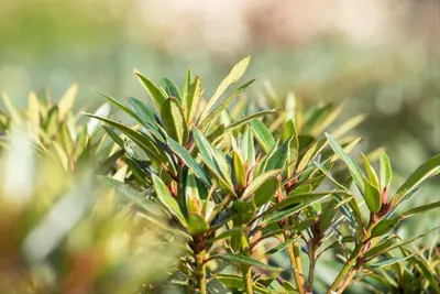 Rhododendron ponticum 'Graziella' (Rhododendron 'Graziella') - afbeelding 5