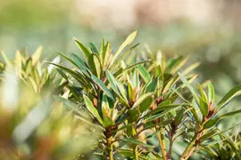 Rhododendron ponticum 'Graziella' (Rhododendron 'Graziella') - afbeelding 5