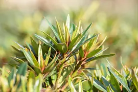 Rhododendron ponticum 'Graziella' (Rhododendron 'Graziella') - afbeelding 7
