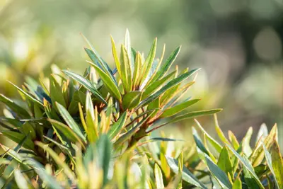 Rhododendron ponticum 'Graziella' (Rhododendron 'Graziella') - afbeelding 8