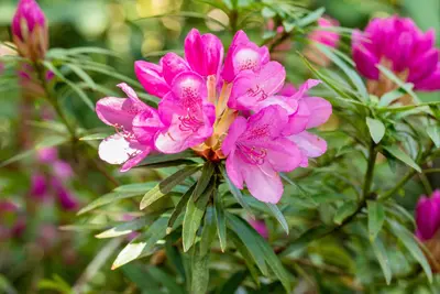 Rhododendron ponticum 'Graziella' (Rhododendron 'Graziella') - afbeelding 9