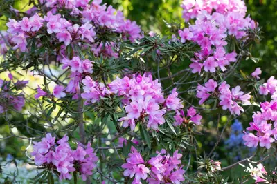 Rhododendron ponticum 'Graziella' (Rhododendron 'Graziella') - afbeelding 11