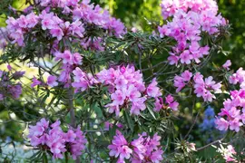 Rhododendron ponticum 'Graziella' (Rhododendron 'Graziella') - afbeelding 11