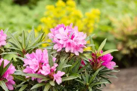 Rhododendron ponticum 'Graziella' (Rhododendron 'Graziella') - afbeelding 14