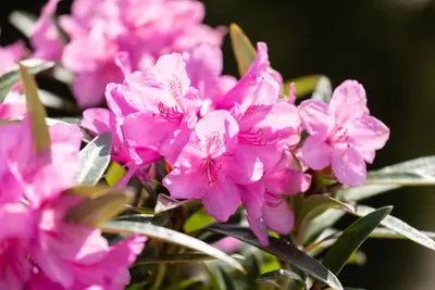 Rhododendron ponticum 'Graziella' (Rhododendron 'Graziella') - afbeelding 15