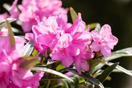 Rhododendron ponticum 'Graziella' (Rhododendron 'Graziella') - afbeelding 15