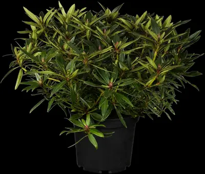 Rhododendron ponticum 'Graziella' (Rhododendron 'Graziella') - afbeelding 1